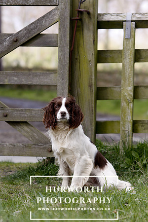 Gundog Photography 080