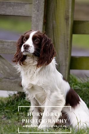 Gundog Photography 081