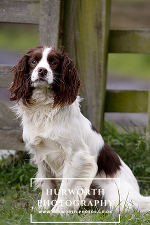 Gundog Photography 082