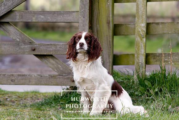 Gundog Photography 083
