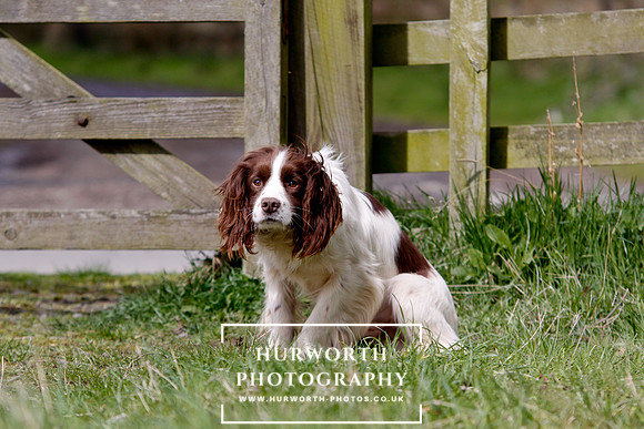 Gundog Photography 084