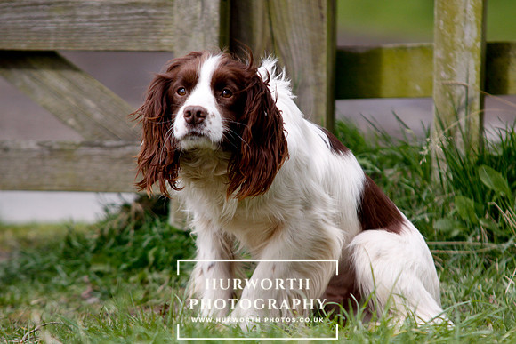 Gundog Photography 085