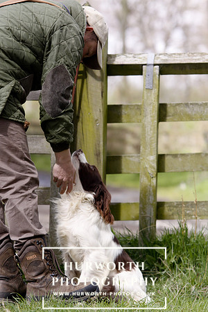 Gundog Photography 086