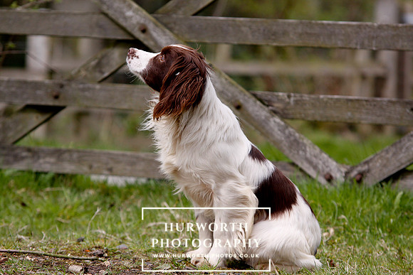 Gundog Photography 087