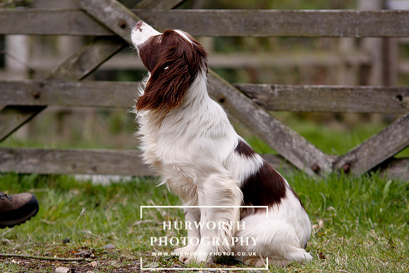 Gundog Photography 088