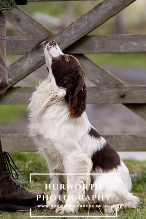 Gundog Photography 089