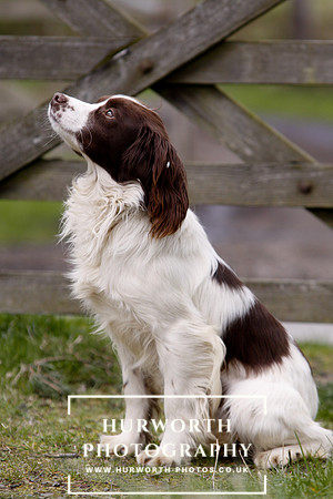 Gundog Photography 090