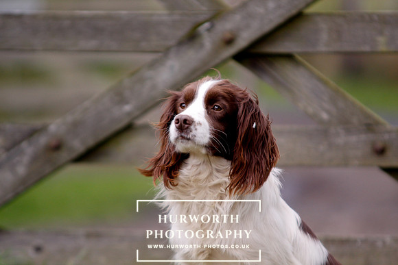 Gundog Photography 091