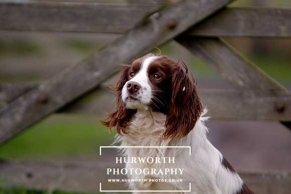 Gundog Photography 092