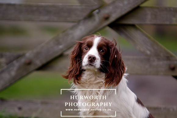 Gundog Photography 093