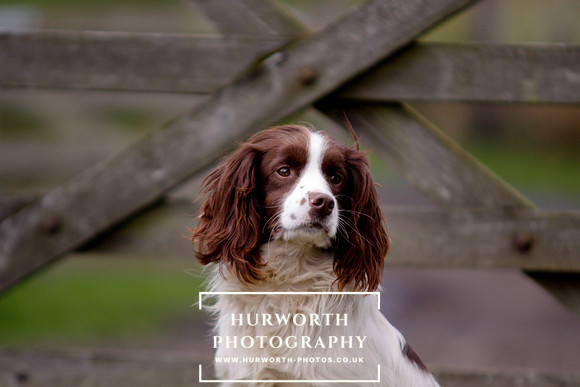 Gundog Photography 094