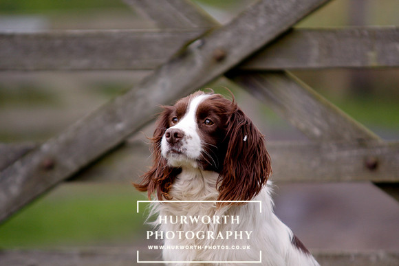 Gundog Photography 095