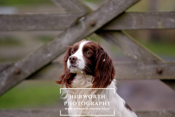 Gundog Photography 096