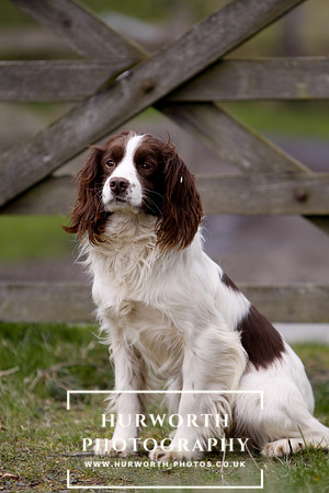 Gundog Photography 097