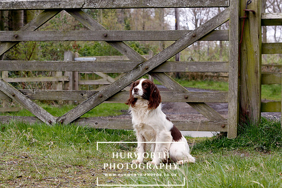 Gundog Photography 098