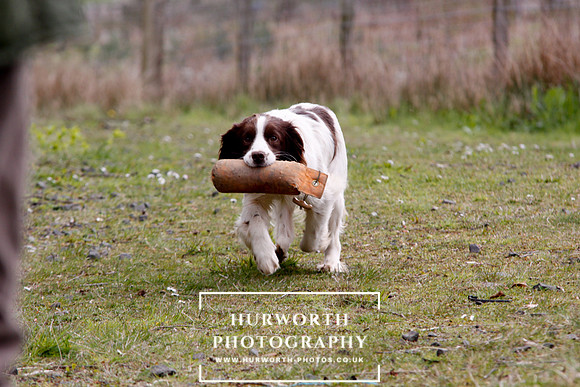 Gundog Photography 099