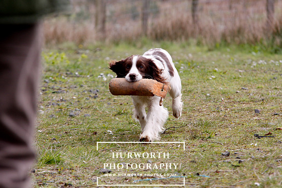 Gundog Photography 100