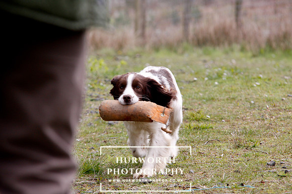 Gundog Photography 101