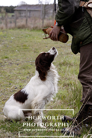 Gundog Photography 103