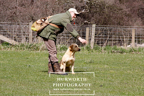 Gundog Photography 109