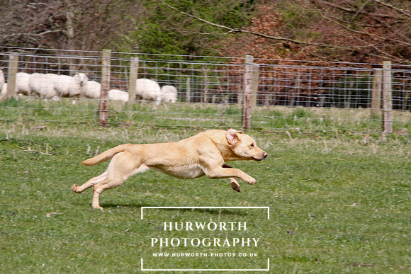 Gundog Photography 110