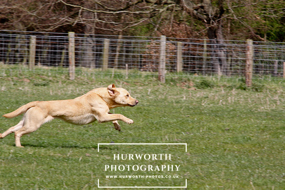 Gundog Photography 111