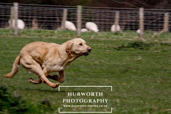 Gundog Photography 112