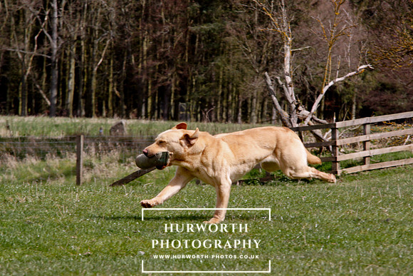 Gundog Photography 113