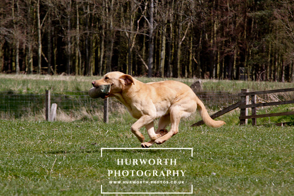 Gundog Photography 114