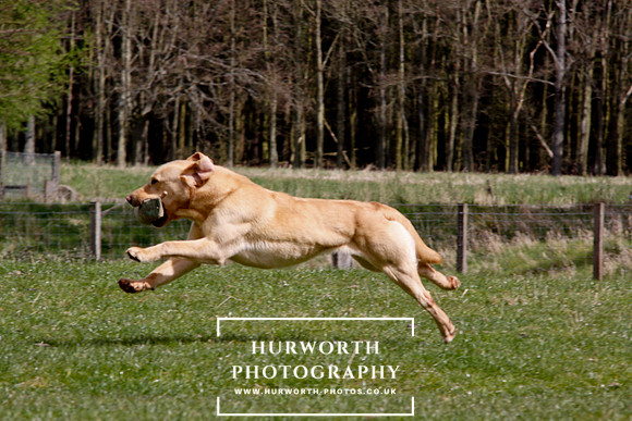 Gundog Photography 115
