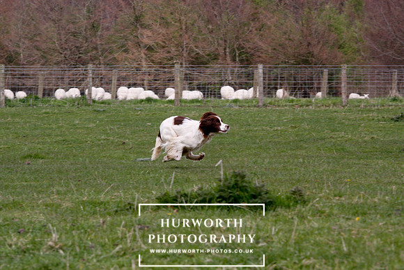 Gundog Photography 120