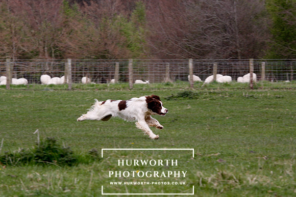 Gundog Photography 121