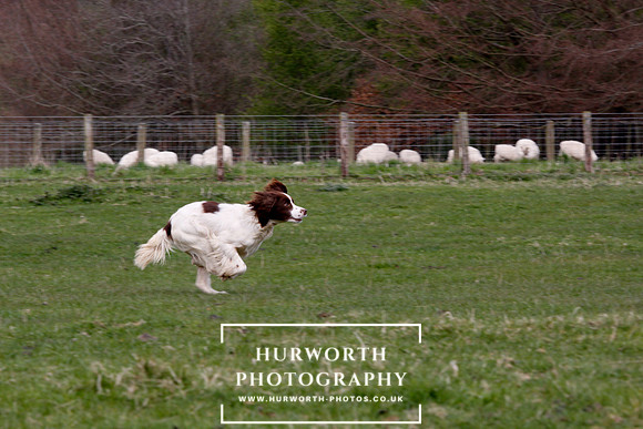 Gundog Photography 122