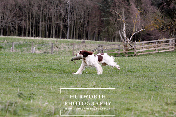 Gundog Photography 123