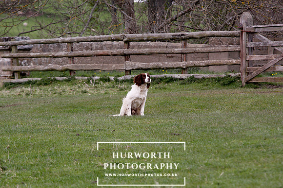 Gundog Photography 125