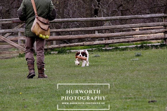 Gundog Photography 126