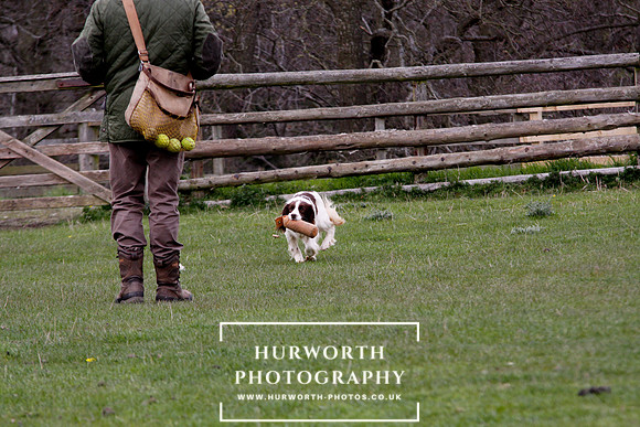 Gundog Photography 127