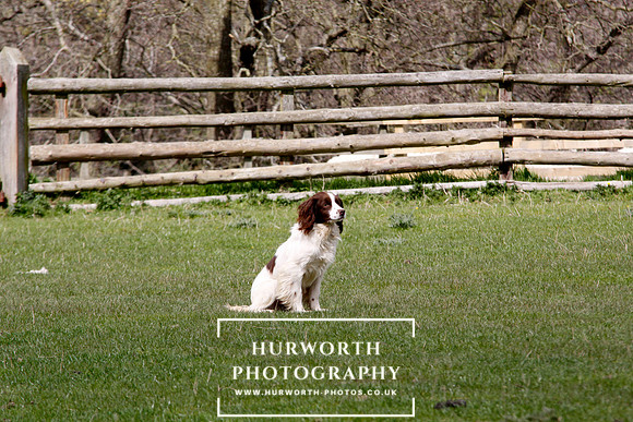 Gundog Photography 131