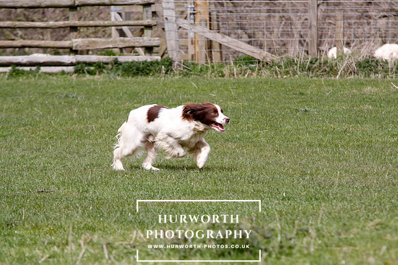 Gundog Photography 132