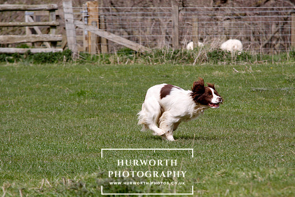 Gundog Photography 133