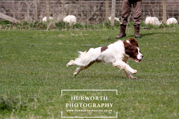 Gundog Photography 134