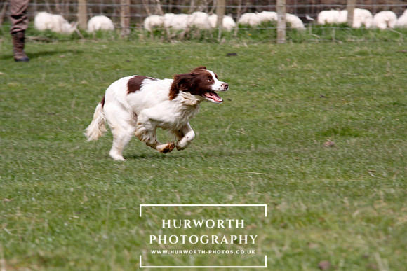 Gundog Photography 135