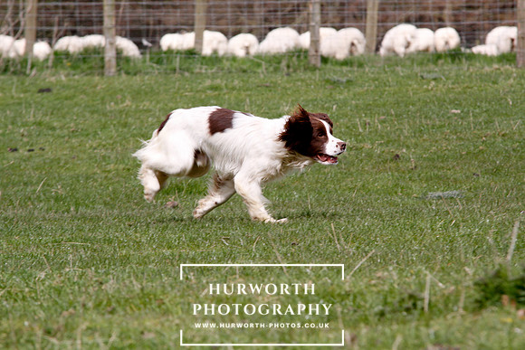Gundog Photography 136
