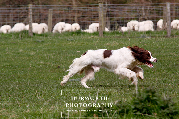 Gundog Photography 137