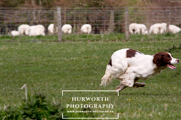 Gundog Photography 138