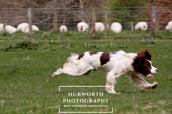 Gundog Photography 139