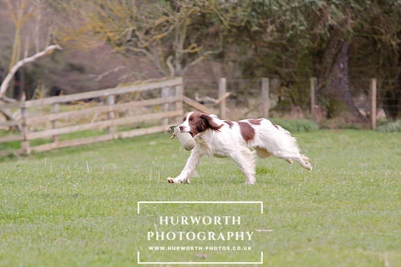 Gundog Photography 140