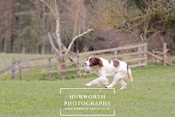 Gundog Photography 141