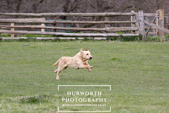 Gundog Photography 145