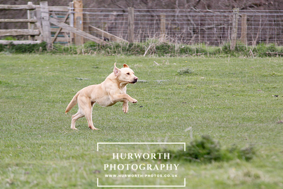 Gundog Photography 146